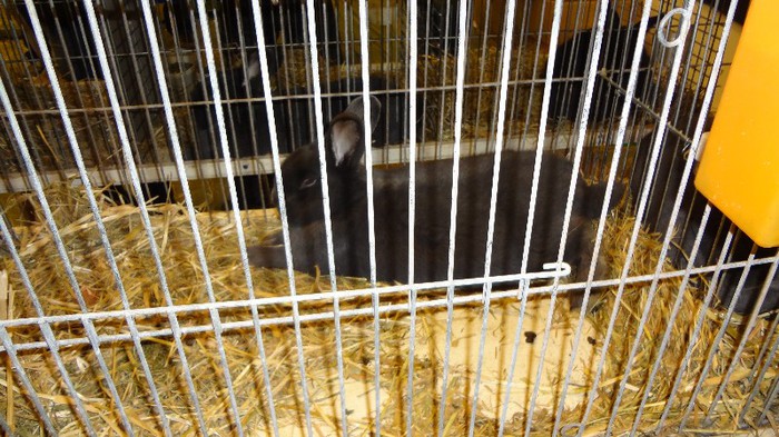 expo ungaria 2012 (32)