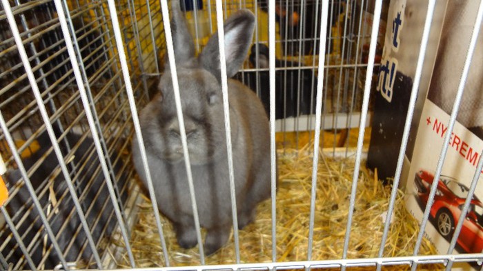 expo ungaria 2012 (34)