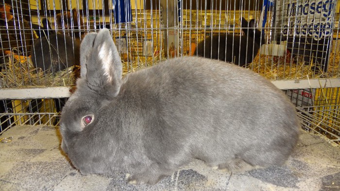 expo ungaria 2012 (37)