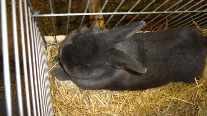 expo ungaria 2012 (38)