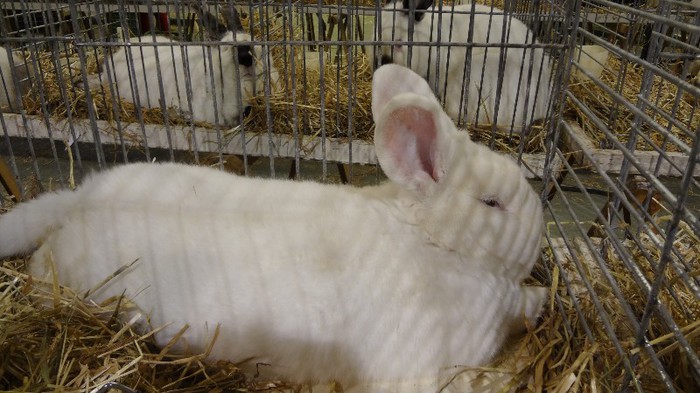 expo ungaria 2012 (43)