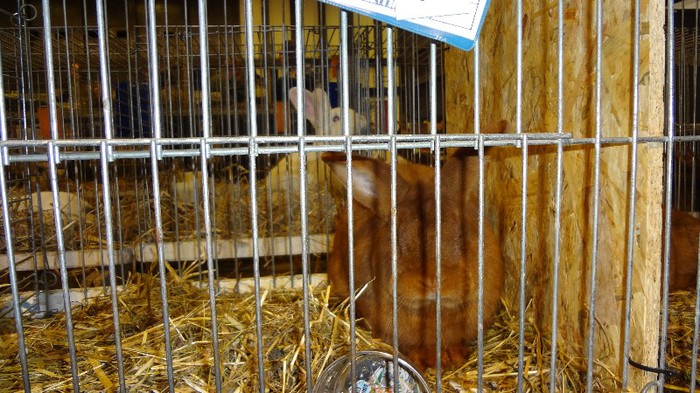 expo ungaria 2012 (45)