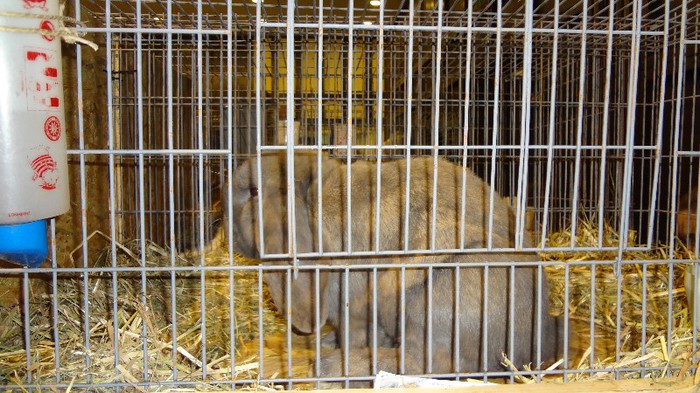 expo ungaria 2012 (47)