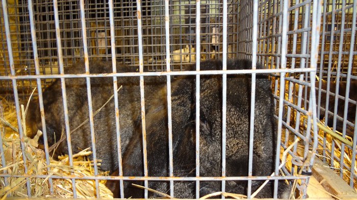 expo ungaria 2012 (48)