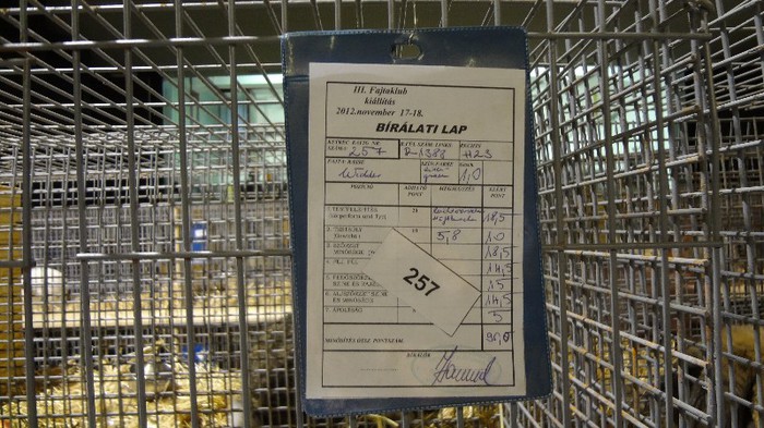 expo ungaria 2012 (50)