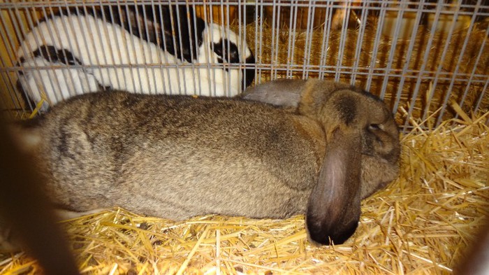 expo ungaria 2012 (53)