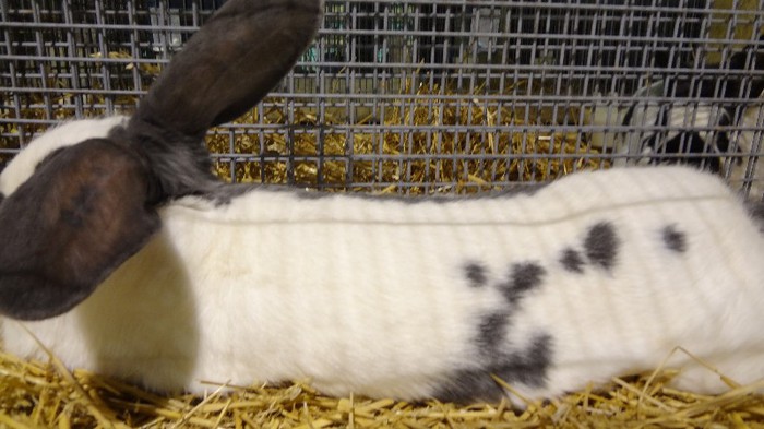 expo ungaria 2012 (54)