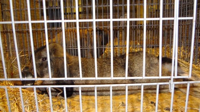 expo ungaria 2012 (56)