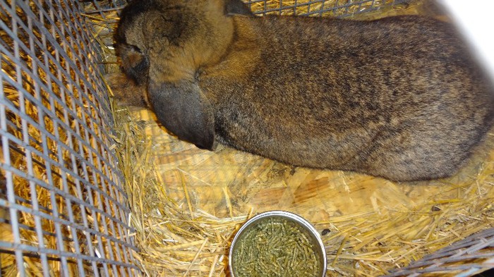 expo ungaria 2012 (59)