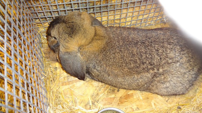 expo ungaria 2012 (60)