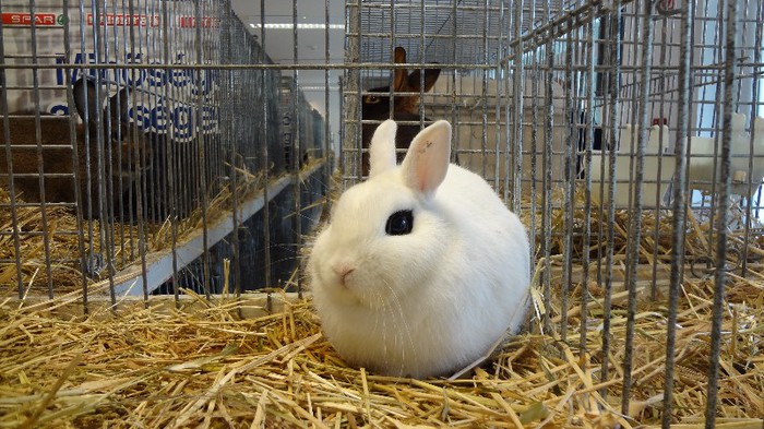 expo ungaria 2012 (64)