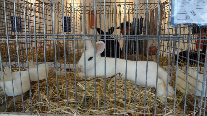 expo ungaria 2012 (67)