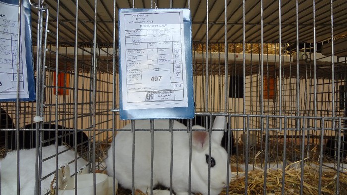 expo ungaria 2012 (69)