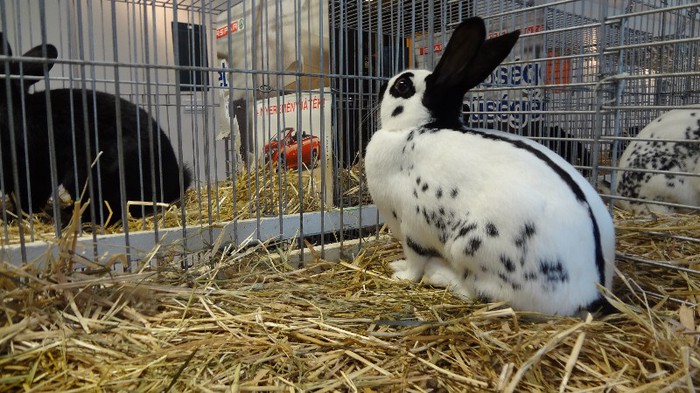 expo ungaria 2012 (71)