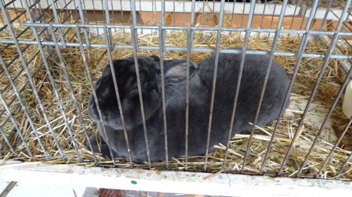 expo ungaria 2012 (72)