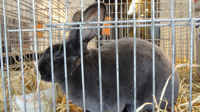 expo ungaria 2012 (74)