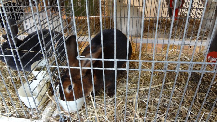 expo ungaria 2012 (75)