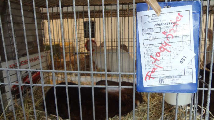 expo ungaria 2012 (78)