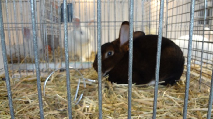 expo ungaria 2012 (81)