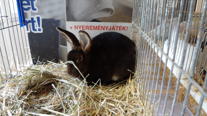 expo ungaria 2012 (84)