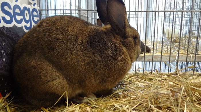 expo ungaria 2012 (97)