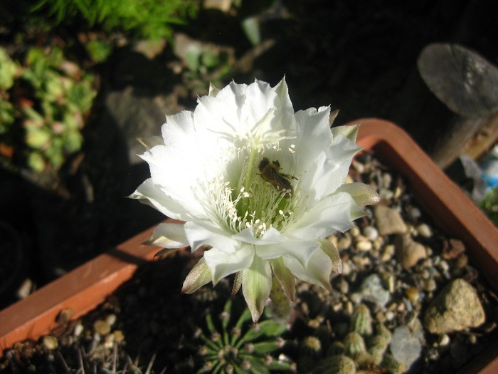 Echinopsis; 07.2012
