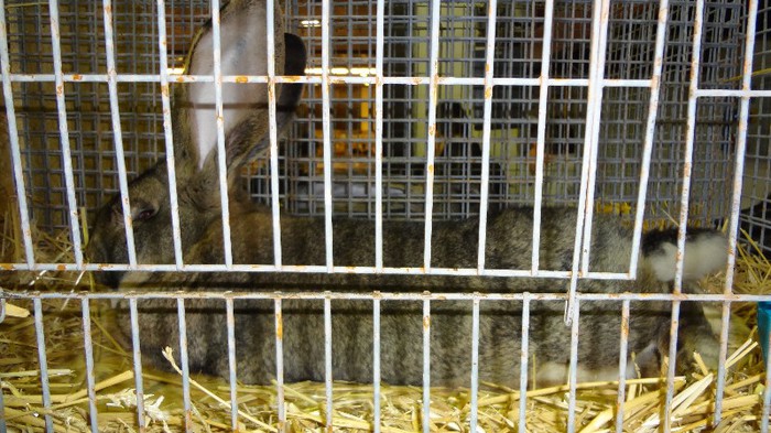 expo ungaria 2012 (104)