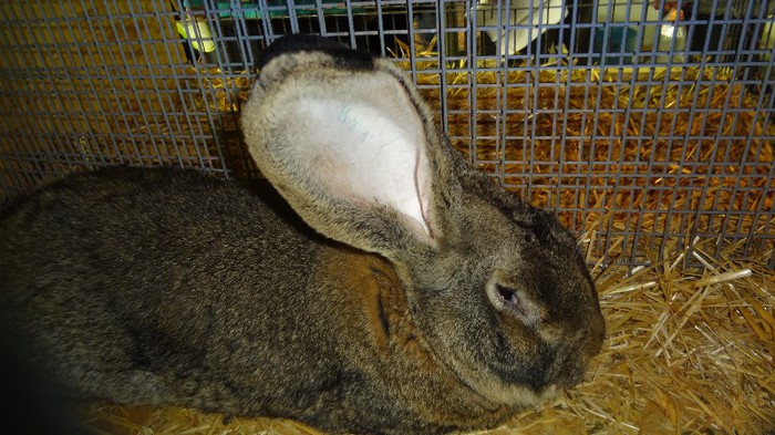 expo ungaria 2012 (105)