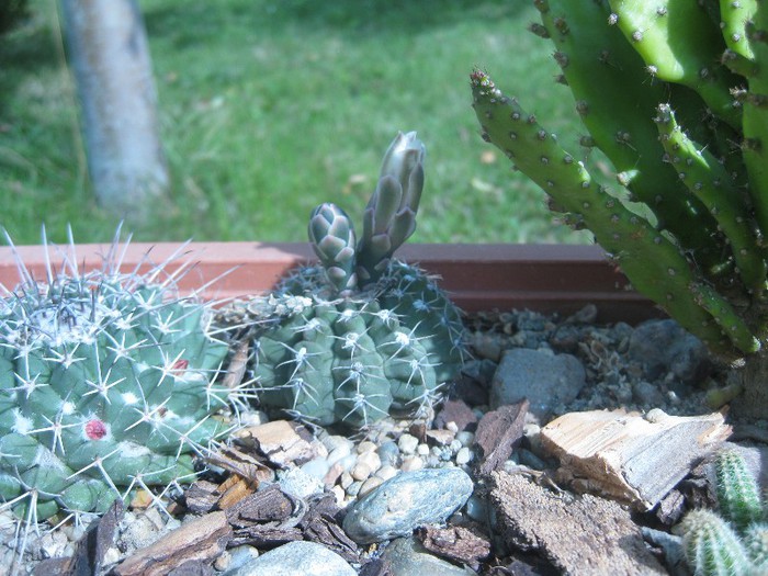 Gymnocalycium ragonesei - Cactusi infloriti 2012