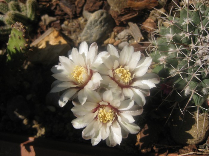 Gymnocalycium ragonesei - Cactusi infloriti 2012