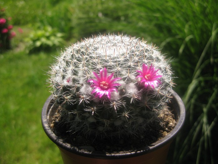 Mammillaria hahniana; 06.2012
