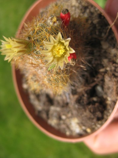 Mammillaria prolifera - Cactusi infloriti 2012