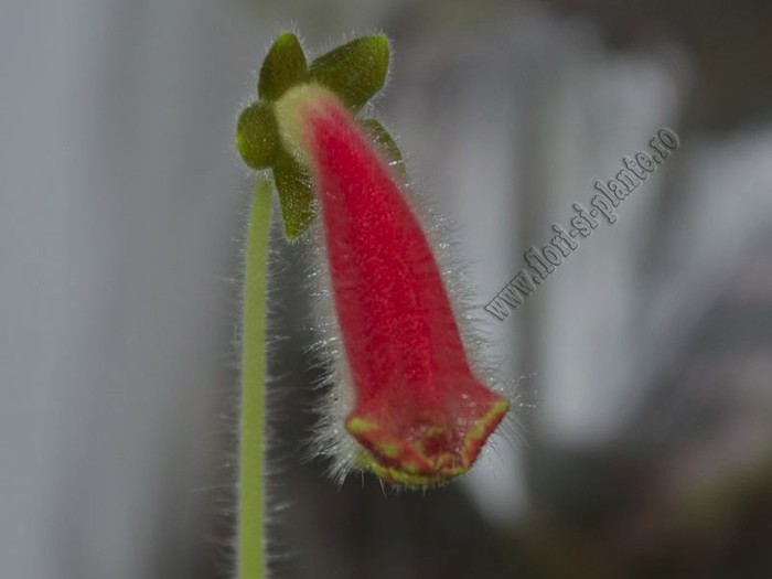 Kohleria Ingrid (ni); 2012
