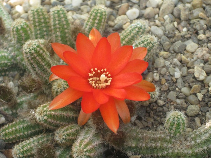 Chamaecereus - Cactusi infloriti 2012