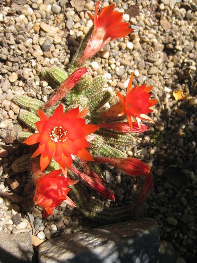 Chamaecereus - Cactusi infloriti 2012