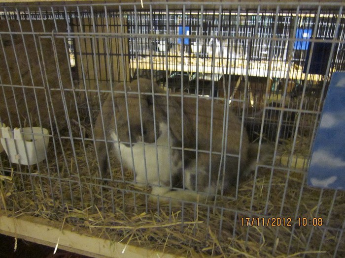 IMG_0140 - Expo nationala din Ungaria 2012