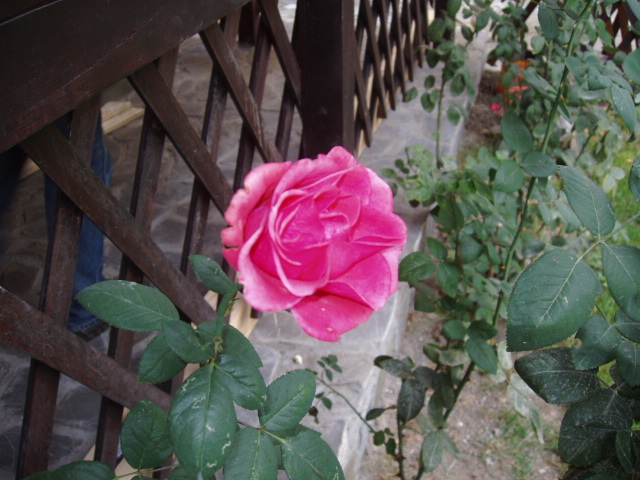 Un trandafir necunoscut