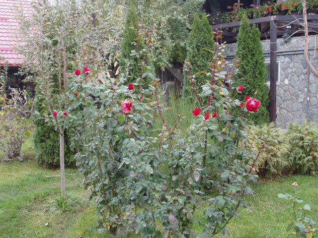Trandafirul meu NO NAME plin de boboci - TOAMNA 2012