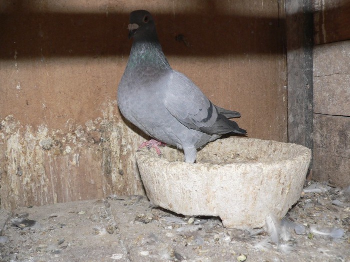 P1030734 - iam dat  pe totii