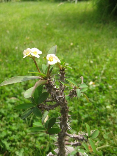 Euphorbia milii; 06.2012
