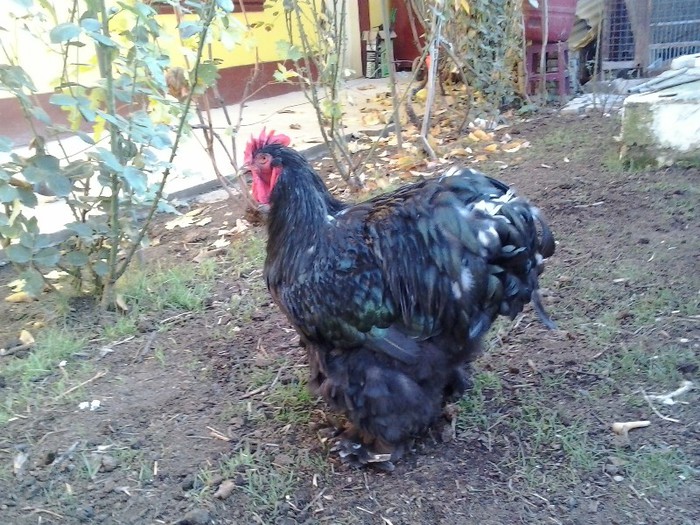 2012-11-18 14.19.48 - COCHINCHINA NEGRU si BOBAT - Arhiva