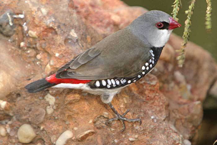 Stagonopleura guttata - Diamond Firetail Finch - 01 Doresc