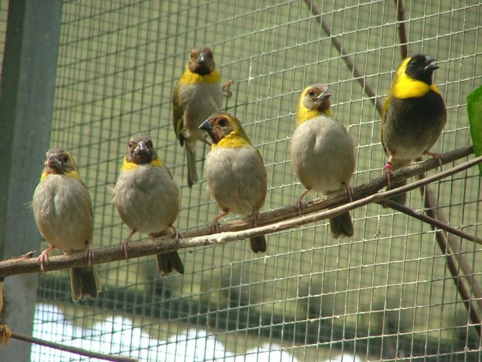 Tiaris canora - Cuban Finch - 01 Doresc