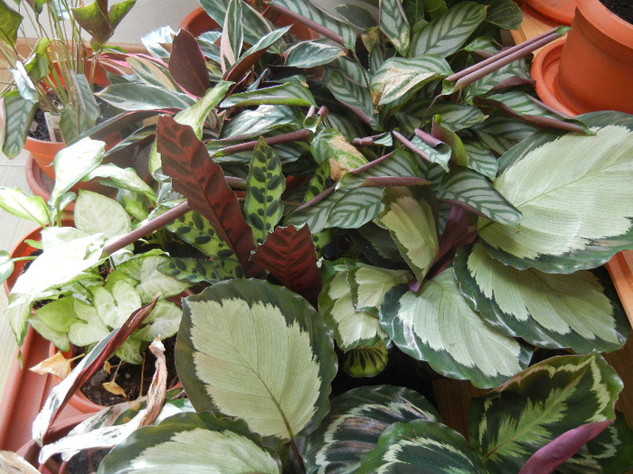 House Plants (2012, November 18) - FLOWERS and LEAVES