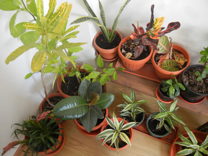 House Plants (2012, November 18) - FLOWERS and LEAVES