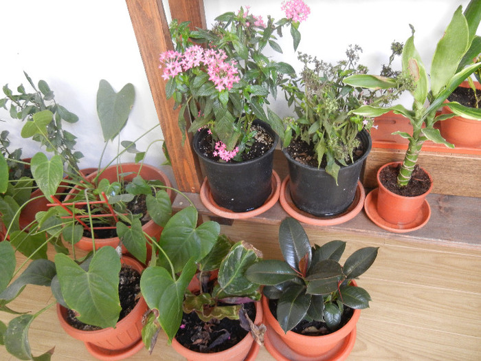 House Plants (2012, November 18)