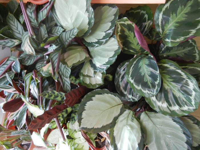 House Plants (2012, November 18) - FLOWERS and LEAVES