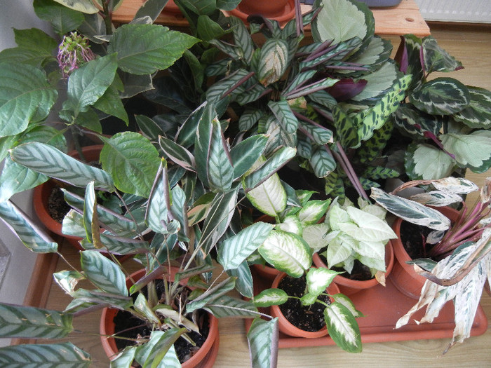 House Plants (2012, November 18) - FLOWERS and LEAVES