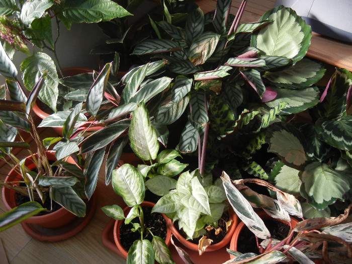 House Plants (2012, November 18) - FLOWERS and LEAVES