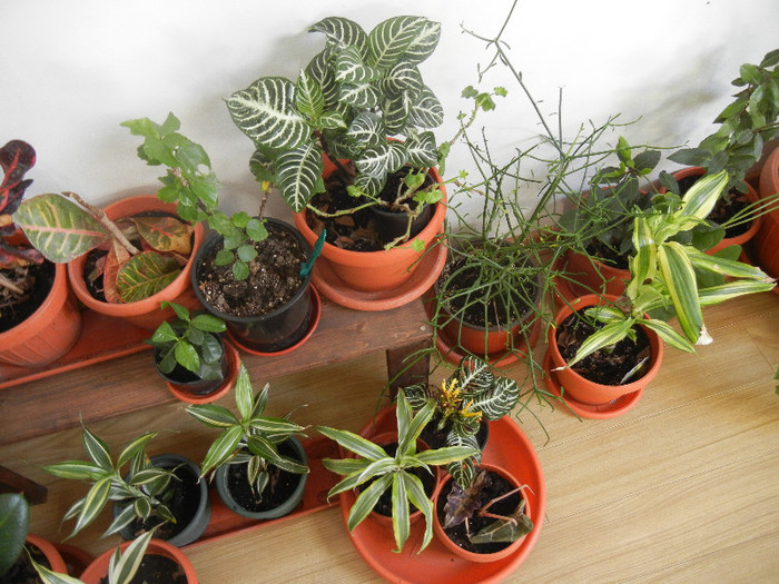 House Plants (2012, November 18)